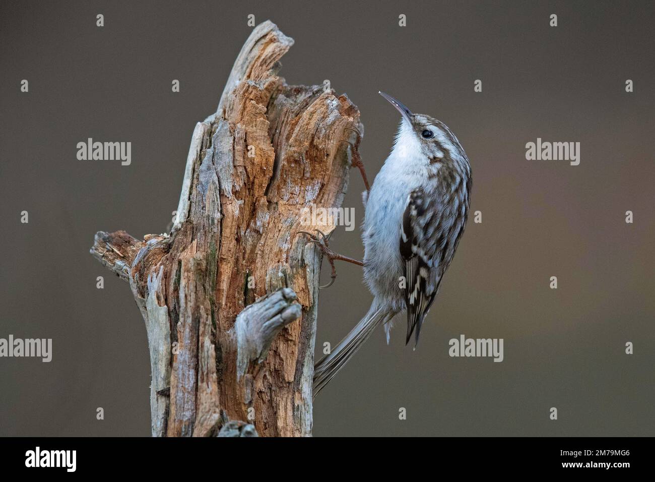 Kurzzehentreeeper (Certhia brachydactyla), Thüringen, Deutschland, Europa Stockfoto