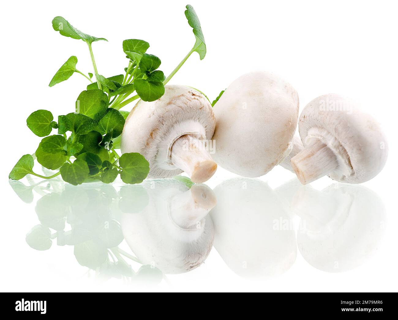 Frische weiße Pilze auf weißem Hintergrund mit frischen Kräutern im Hintergrund Stockfoto