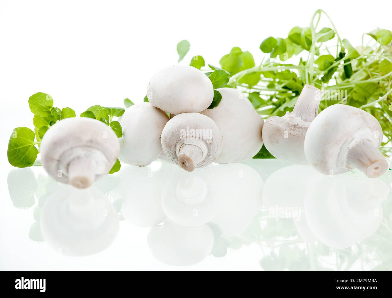 Frische weiße Pilze auf weißem Hintergrund mit frischen Kräutern im Hintergrund Stockfoto