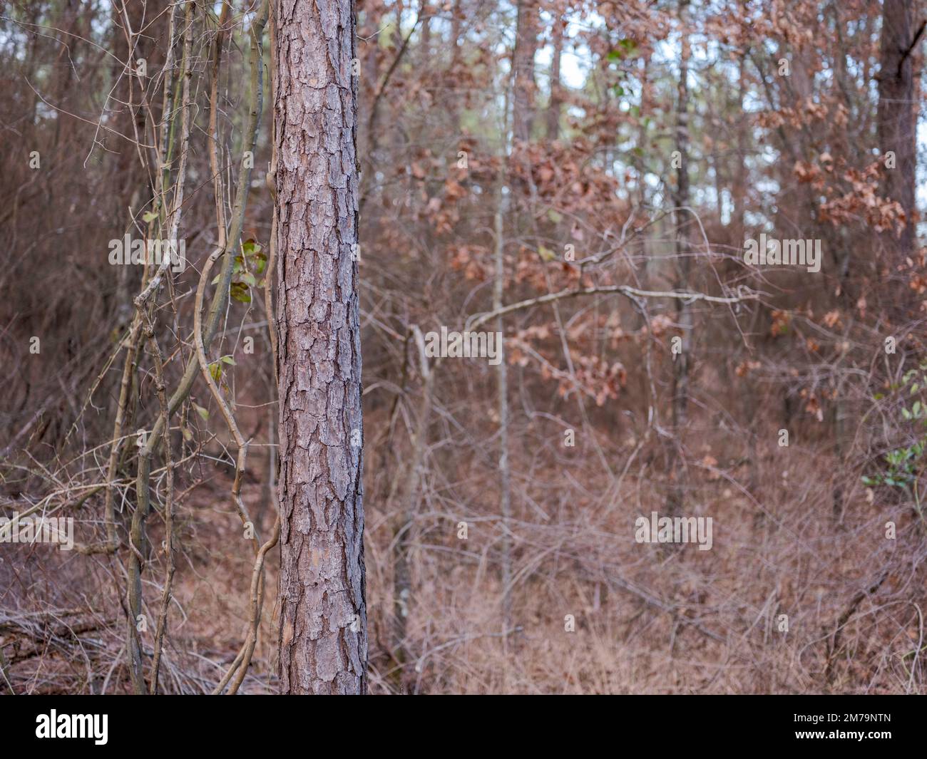 Foto einer Kiefer in den Winterwäldern von Oklahoma Stockfoto