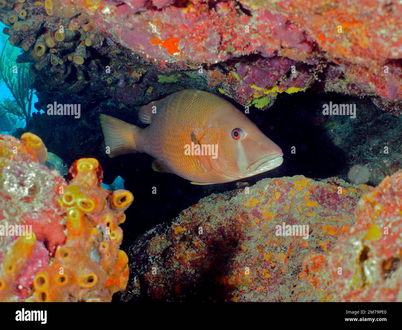 Hahnenzahn-Schnapper (Lutjanus jocu), Schnapper. Tauchplatz John Pennekamp Coral Reef State Park, Key Largo, Florida Keys, Florida, USA Stockfoto