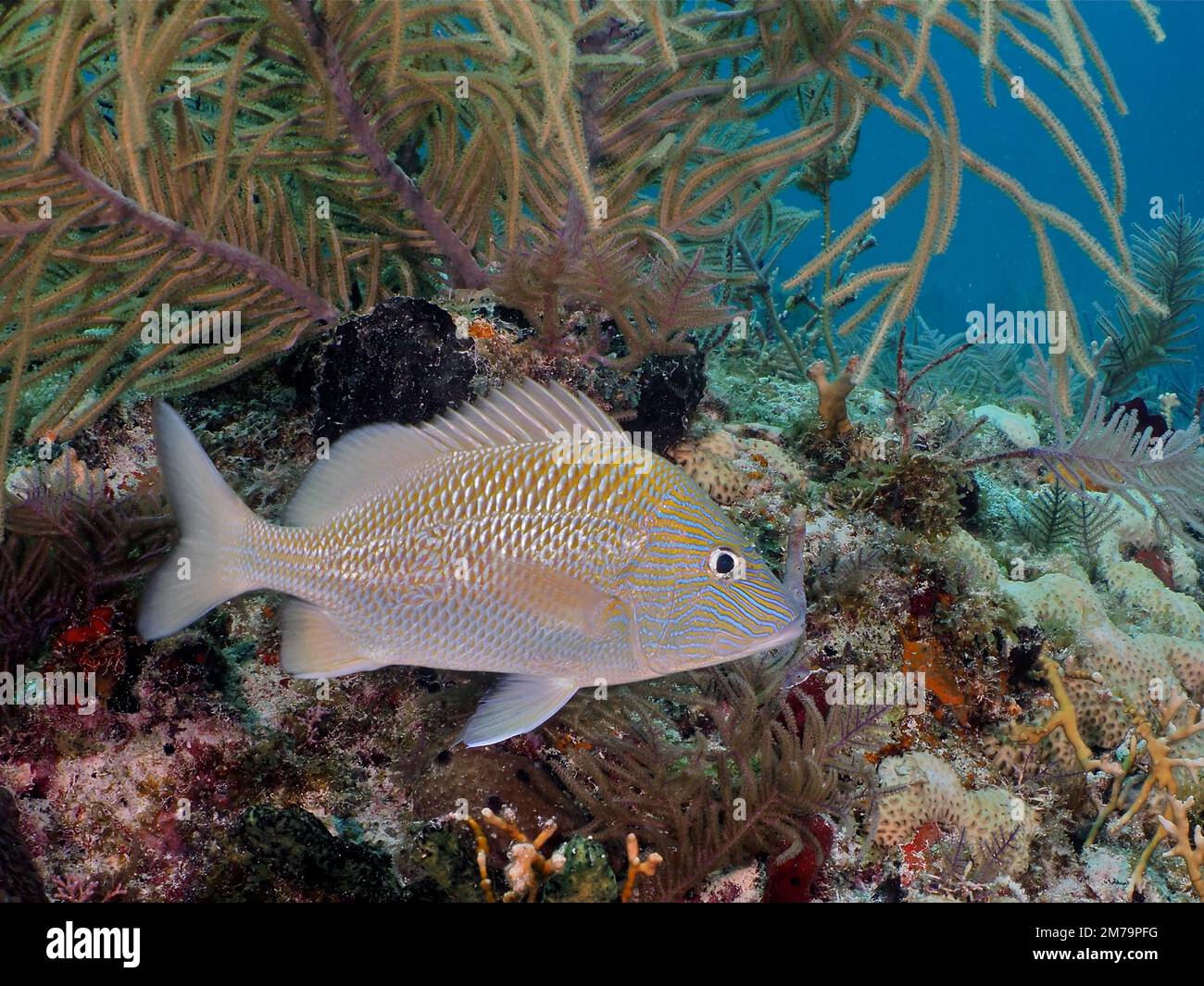Weißer Kopfstreifengrunz (Haemulon plumierii). Tauchplatz John Pennekamp Coral Reef State Park, Key Largo, Florida Keys, Florida, USA Stockfoto