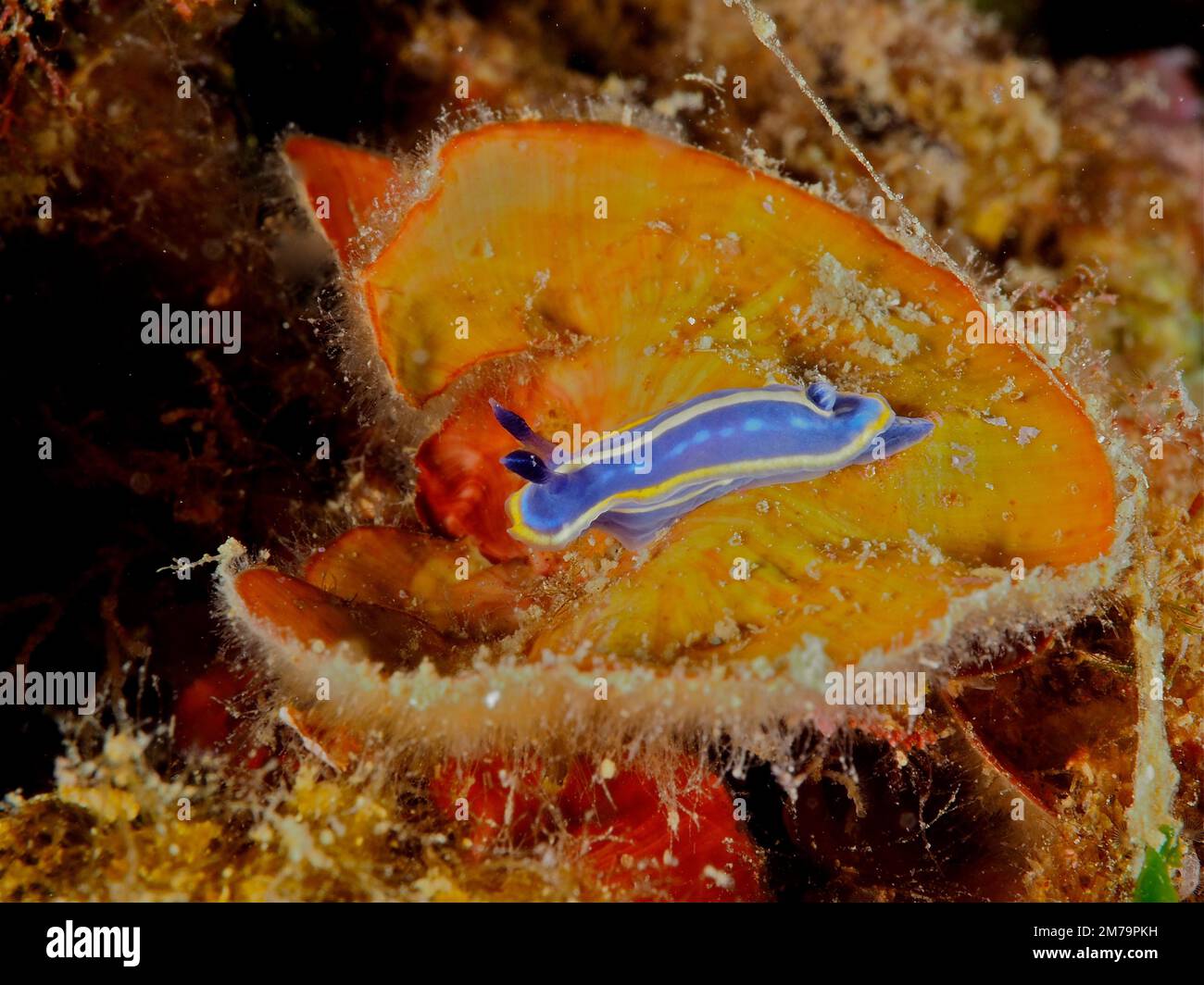 Herrliche Sternschnecke (Felimare Tricolor) Tauchplatz Marine Reserve Cap de Creus, Rosas, Costa Brava, Spanien, Mittelmeer Stockfoto