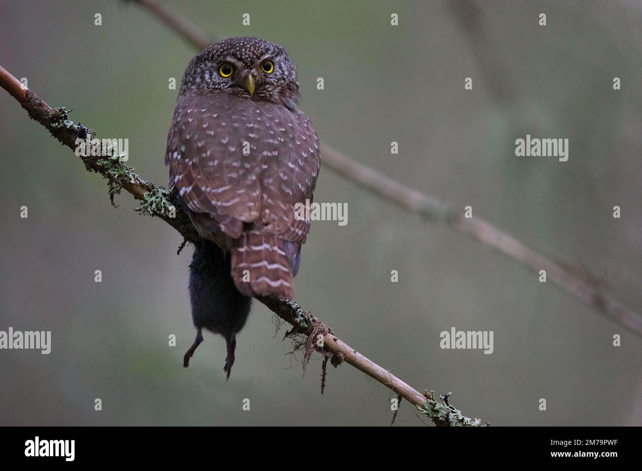 Zwergeule (Glaucidium passerinum) mit gefangener Maus, Nordösterbotten, Finnland Stockfoto