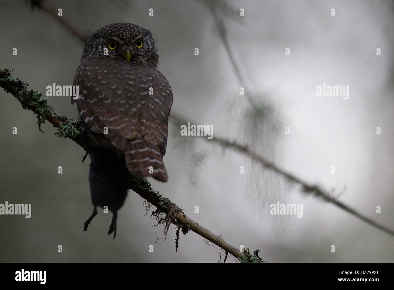 Zwergeule (Glaucidium passerinum) mit gefangener Maus, Nordösterbotten, Finnland Stockfoto