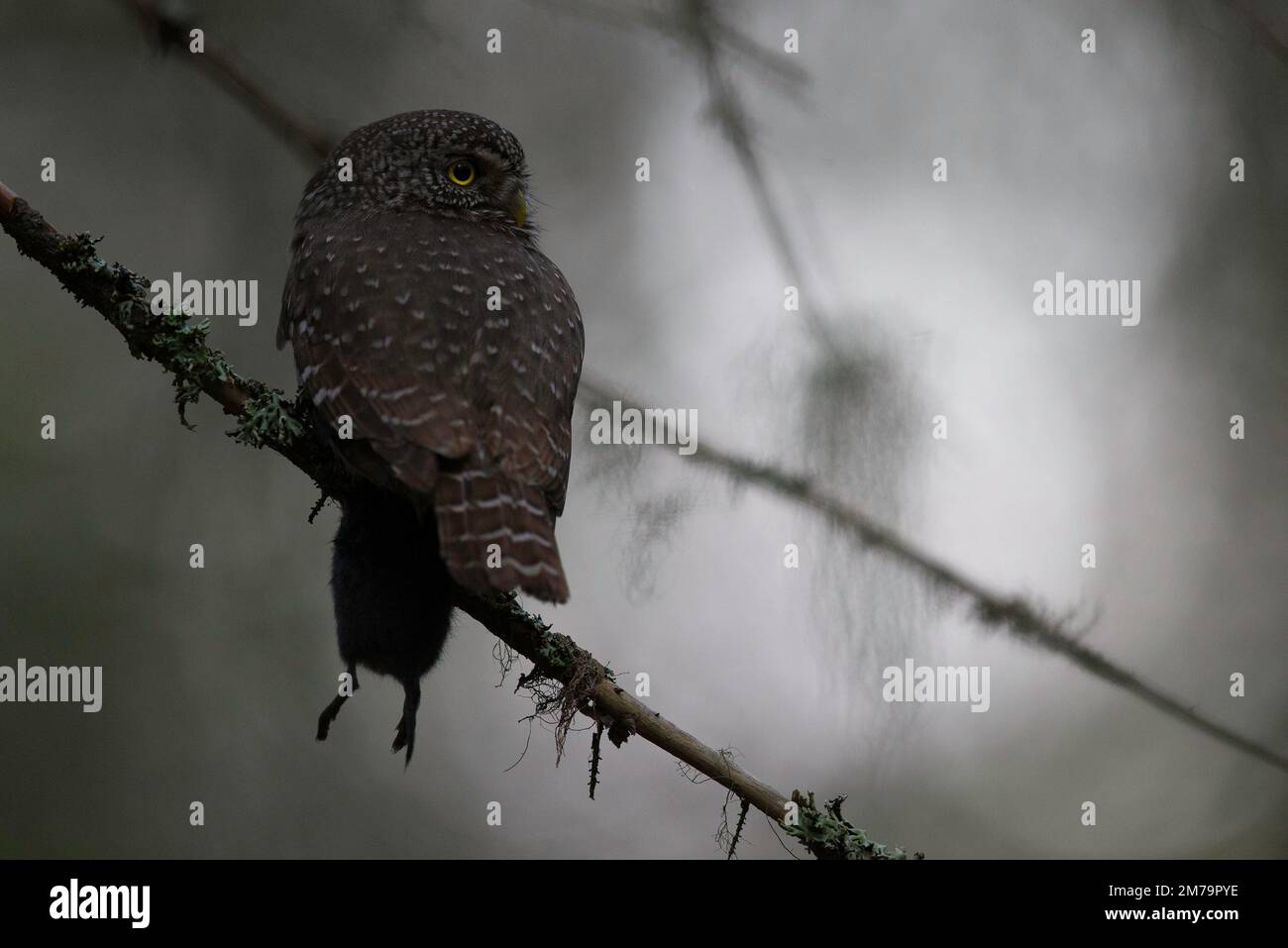 Zwergeule (Glaucidium passerinum) mit gefangener Maus, Nordösterbotten, Finnland Stockfoto