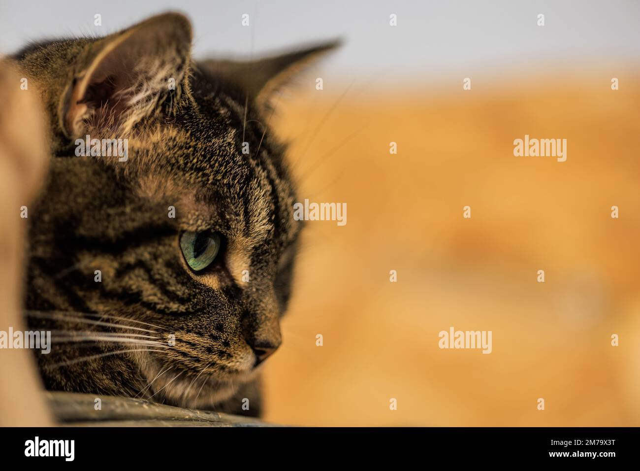 Wunderschönes seitliches Porträt des Katzengesichts im Profil. Stockfoto