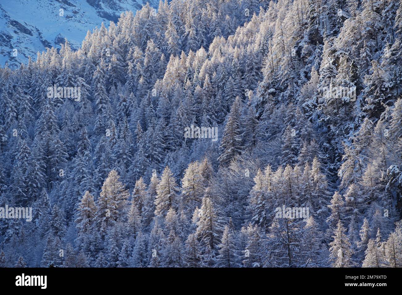 Bergwald mit schneebedeckten Tannen. Wunderschöne Außenlandschaft der Piedmont Alpen. Naturschönheit im Hintergrund Konzept. Stockfoto