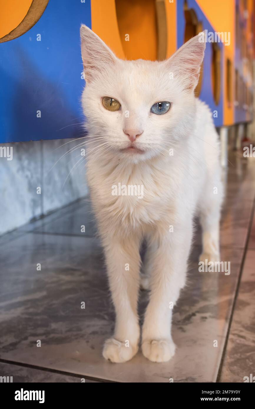 Inländische weiße türkische van Katze mit verschiedenen Augen Stockfoto