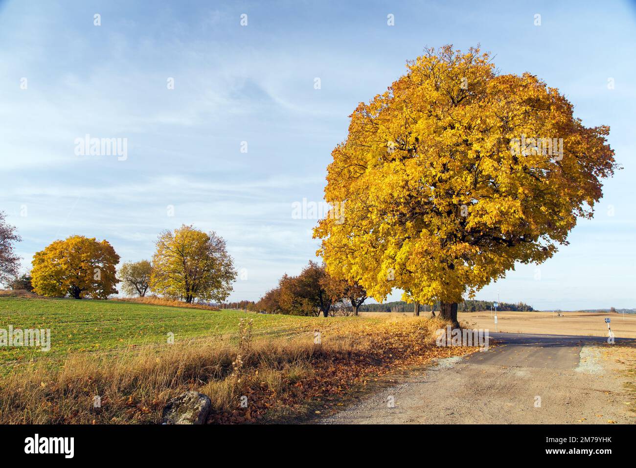 Bunten Laubbäume im Herbst, Ahornbäume mit ländlicher Straße, Blick auf die herbstliche Landschaft Stockfoto