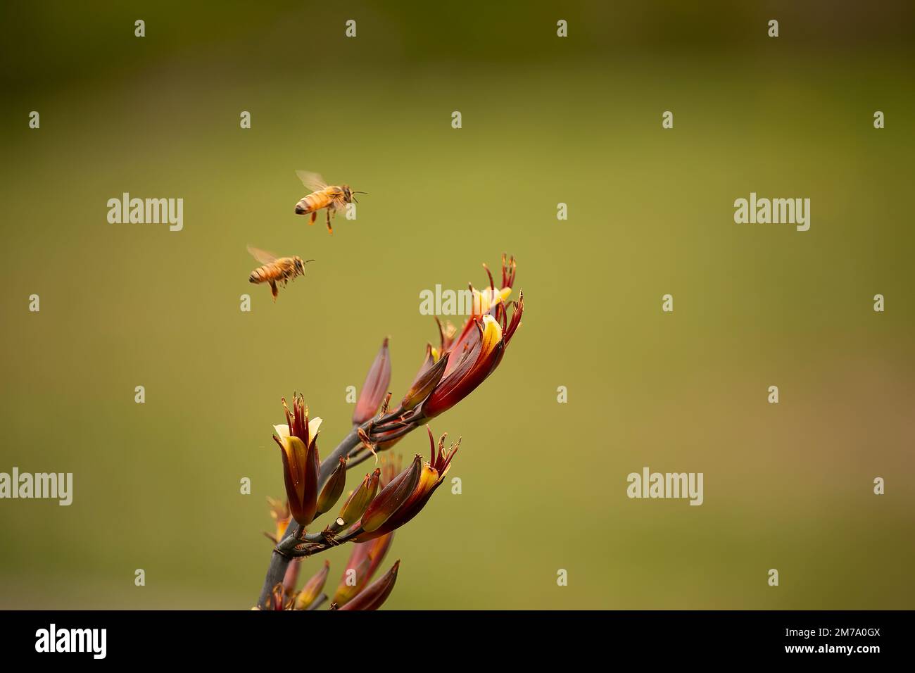 Honigbienen fliegen über einem einheimischen Flachs aus New Zeland Stockfoto