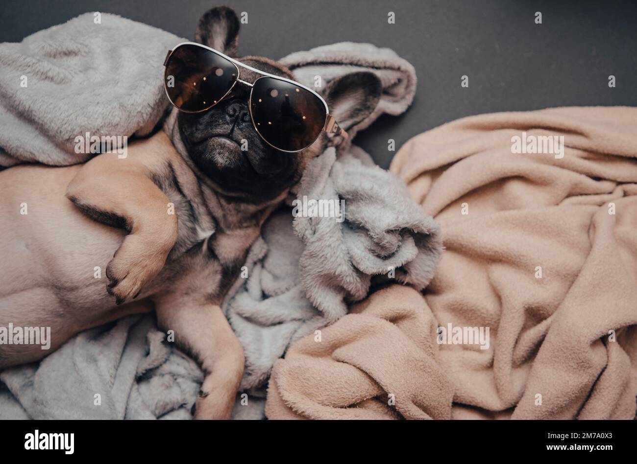 Lustige französische Bulldogge liegt auf dem Sofa mit Sonnenbrille Stockfoto