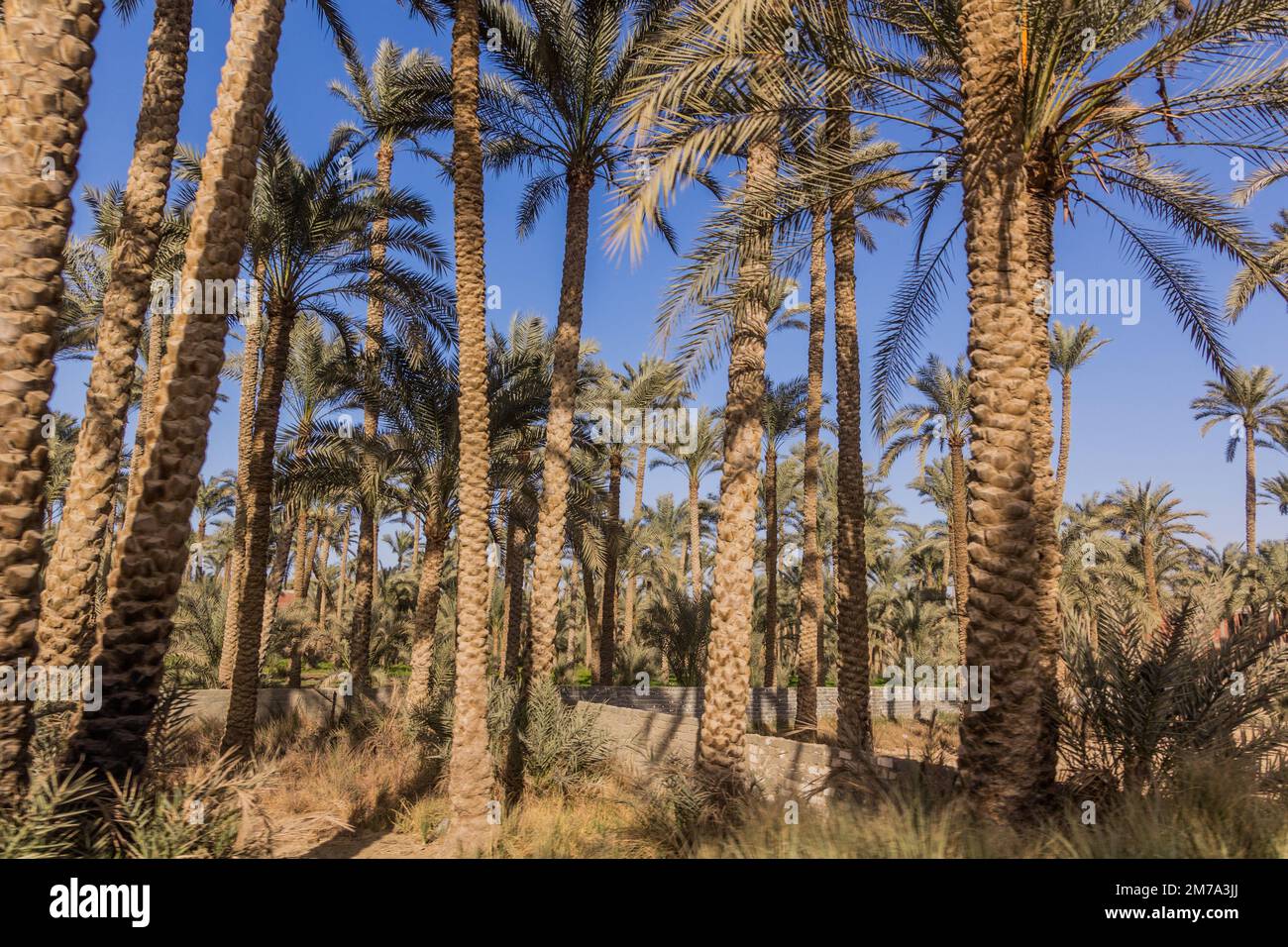 Palmenhain in Dahschur, Ägypten Stockfoto