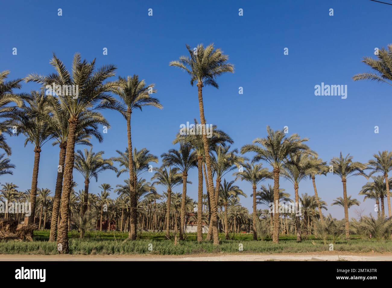 Palmenhain in Dahschur, Ägypten Stockfoto