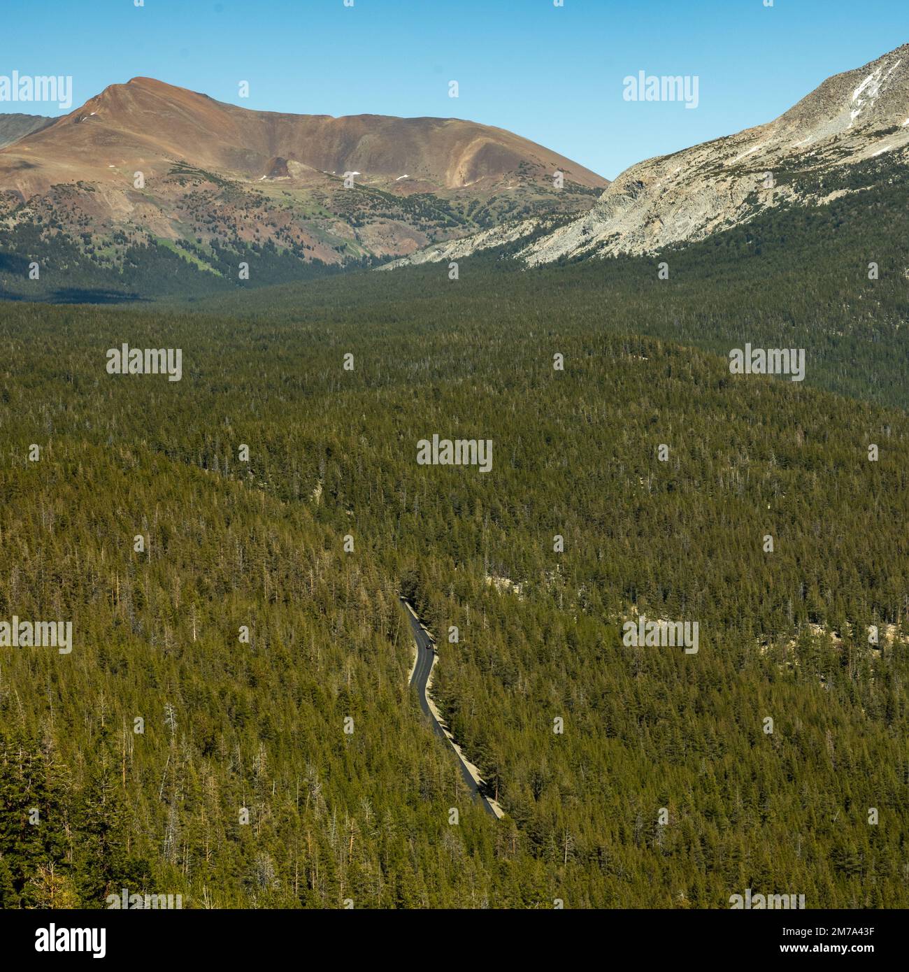 Kleine Strecke der Tioga Road durch den dicken Wald von einem hohen Aussichtspunkt im Yosemite-Nationalpark Stockfoto
