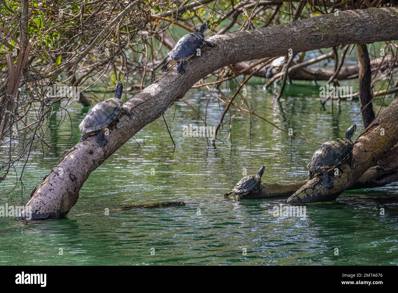 Süßwasserschildkröten (gelbbauchige Schlitten oben links und Roller unten rechts) sonnen sich im Bird Island Park in Ponte Vedra Beach, Florida. (USA) Stockfoto