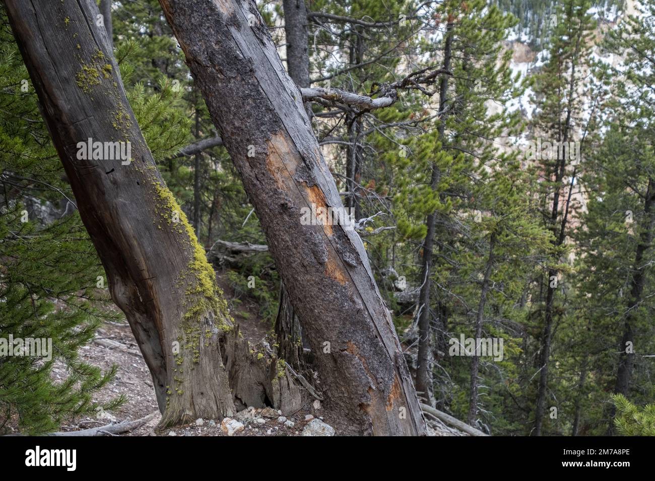 Details zu einigen Bäumen im Yellowstone-Nationalpark, die mit grünem Schimmel bedeckt sind und sich leicht schälen Stockfoto