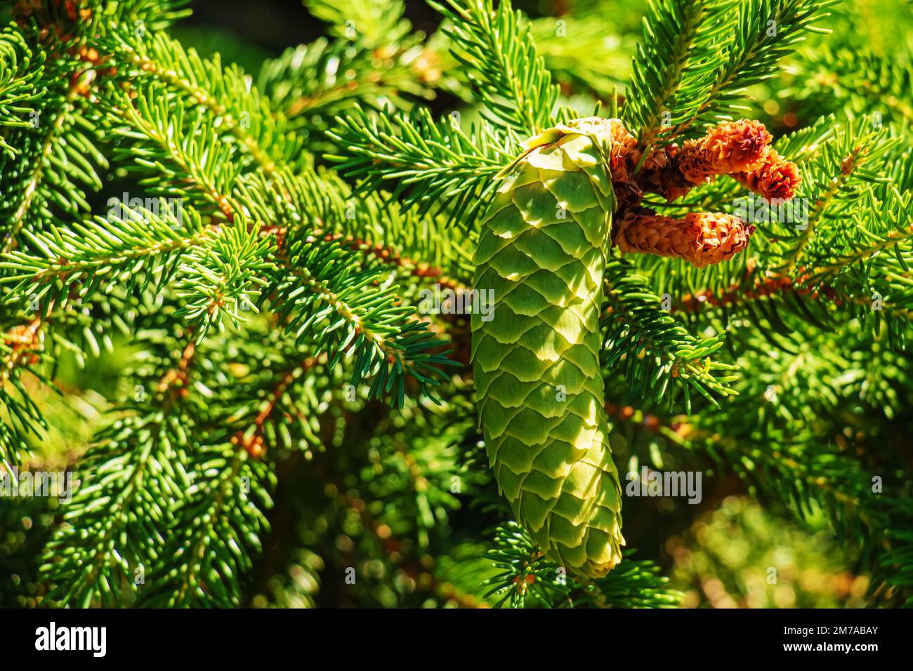 Große, frische, grüne europäische Fichte oder Picea abies in lateinischer Sprache auf den Zweigen. Stockfoto