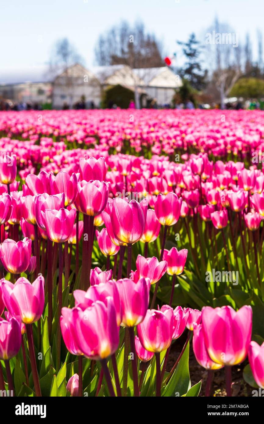 Reihen von leuchtend rosa Tulpen mit gelben Basen, mit Gebäuden und Touristen im Hintergrund, beim jährlichen Skagit Valley Tulip Festival in Washington, Stockfoto