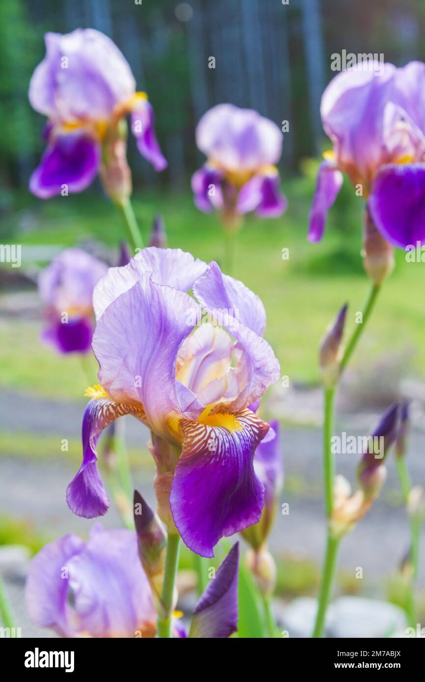 Hohe bärtige Iris-Blüten (Iris germanica) in schönen Schattierungen von blassem bis hellem Lila an einem sonnigen Tag in einem Garten. Stockfoto