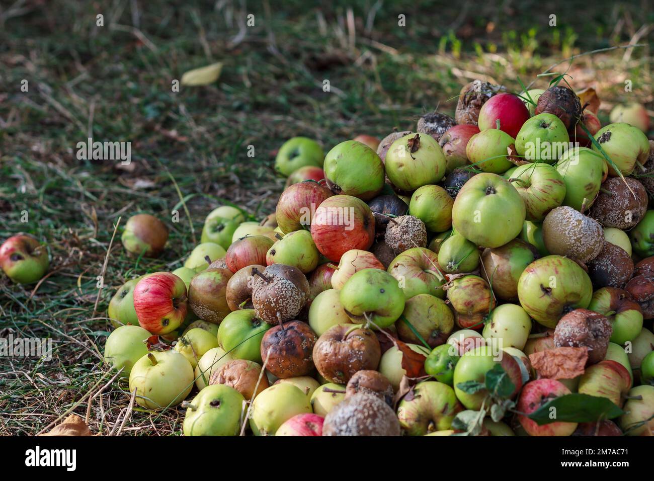 Riesiger Haufen geharkter teilweise fauler Äpfel im Garten Stockfoto