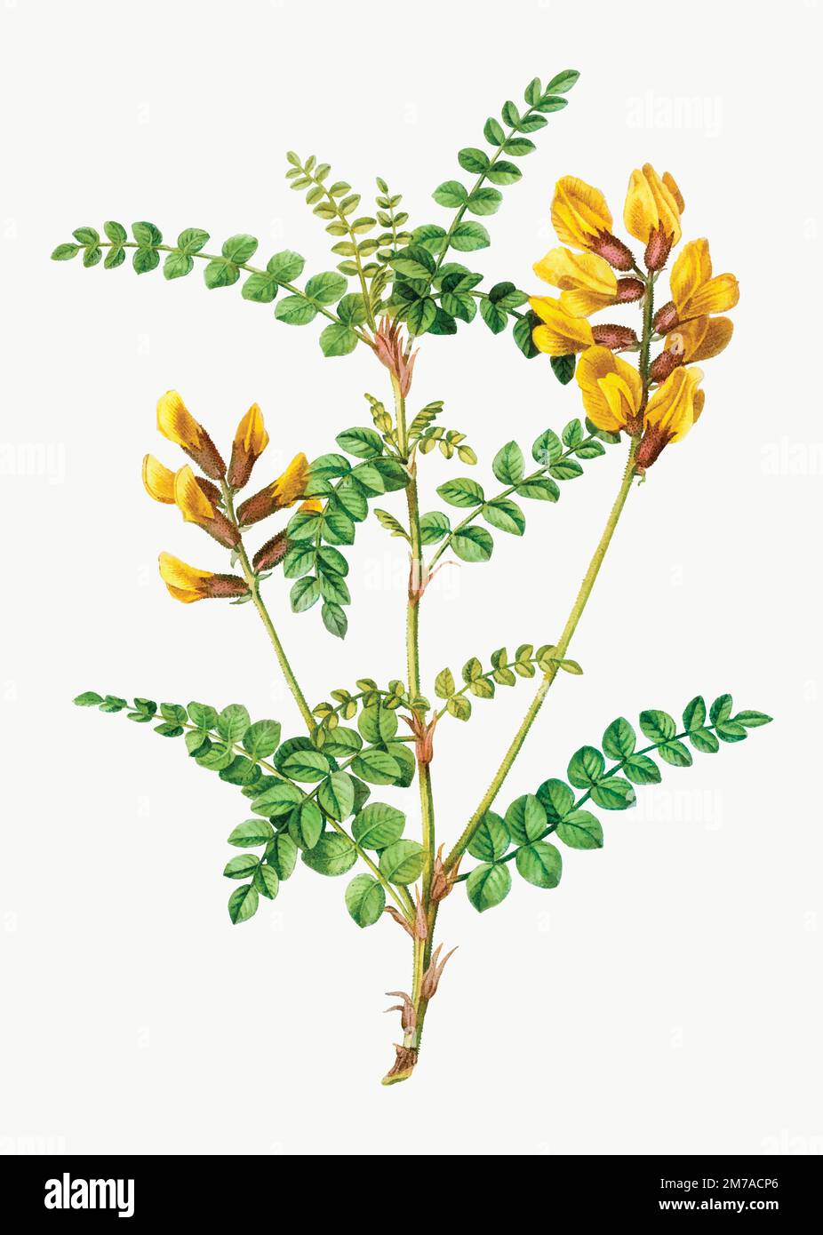 Vektor der Vintage-cytisus Wolgaricus-Pflanze Stock Vektor