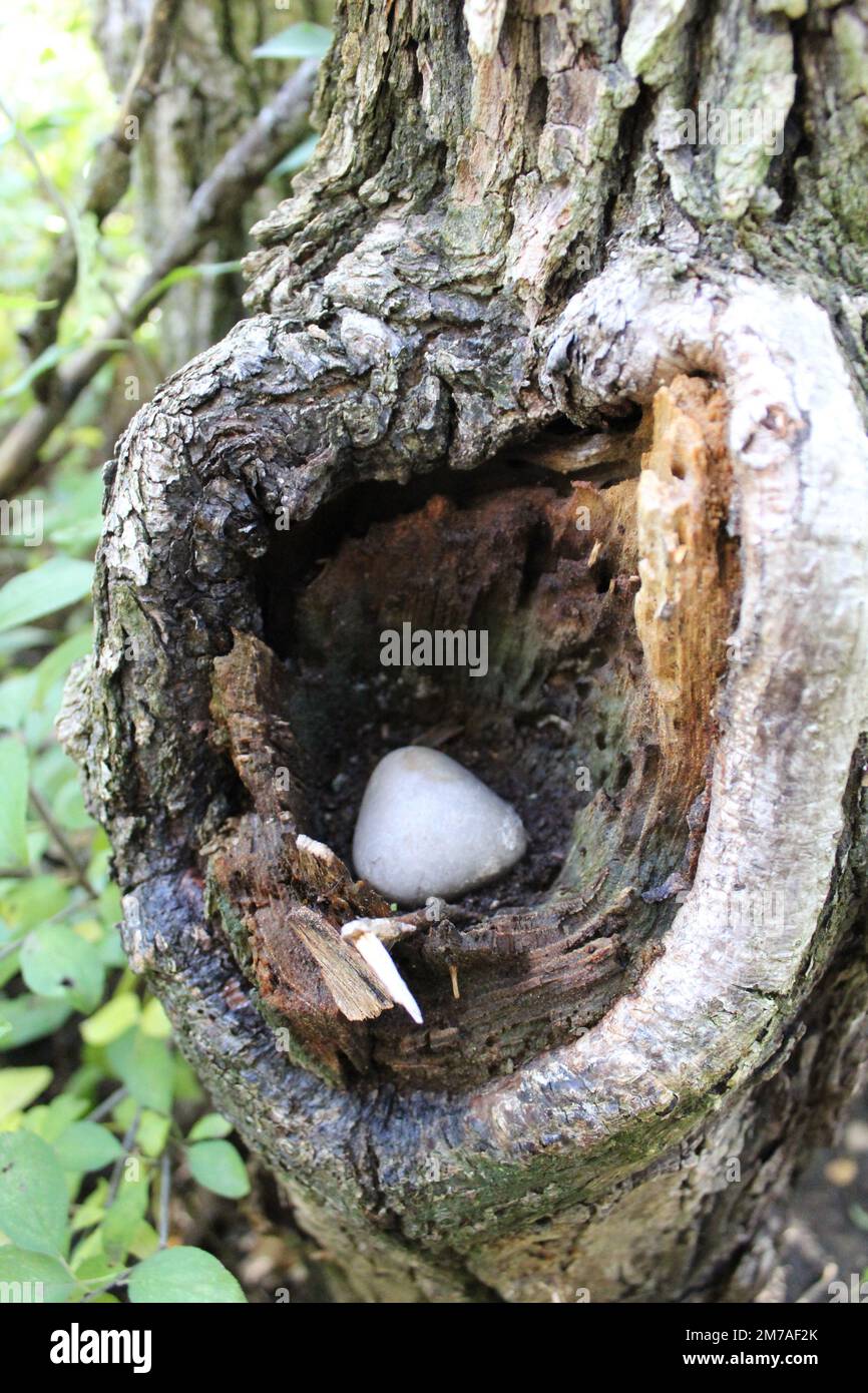 Ein Pilz, versteckt in einer Baumhöhle Stockfoto