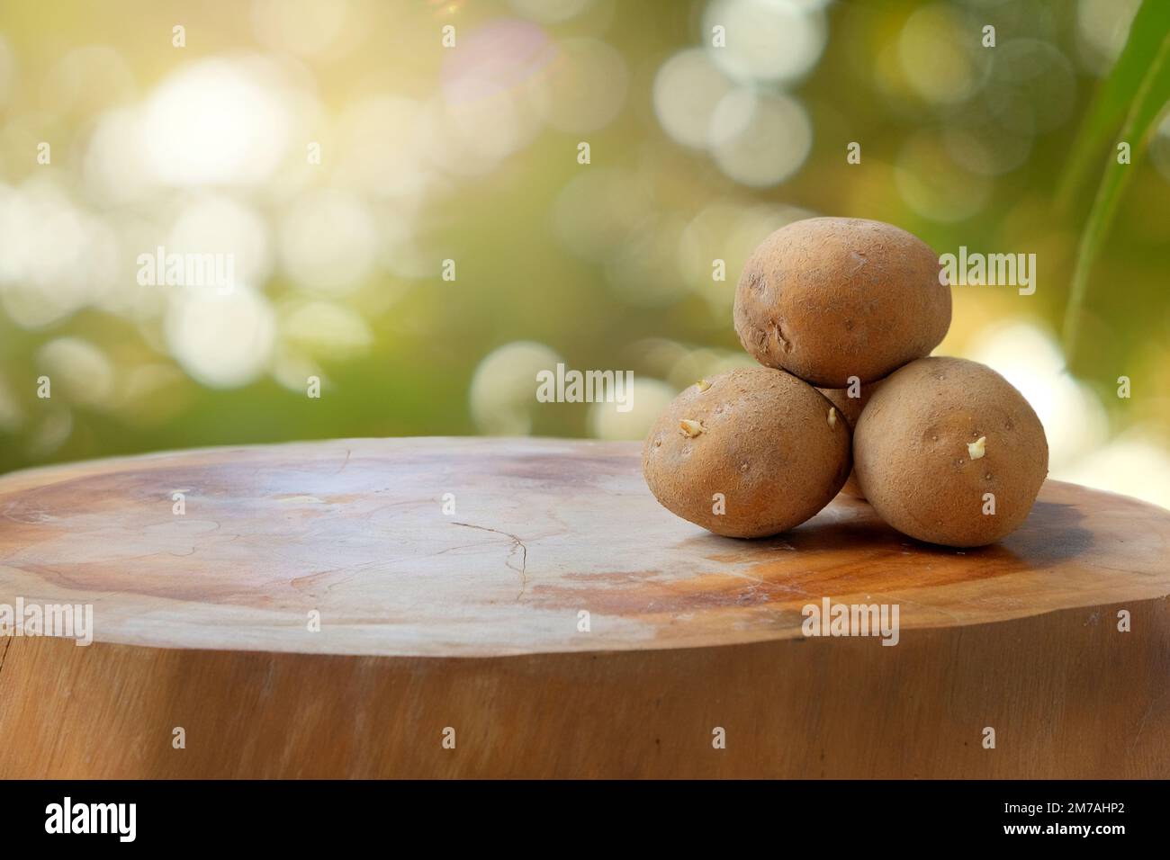 Kartoffelkeime auf einem Holztisch mit verschwommenem Hintergrund und Sonnenlicht Stockfoto
