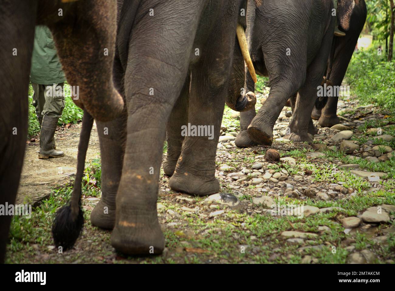 Elefanten laufen in einer Reihe, an der Seite eines Rangers in Tangkahan, einem an den Nationalpark angrenzenden Dorf in Langkat, Nordsumatra, Indonesien. Stockfoto
