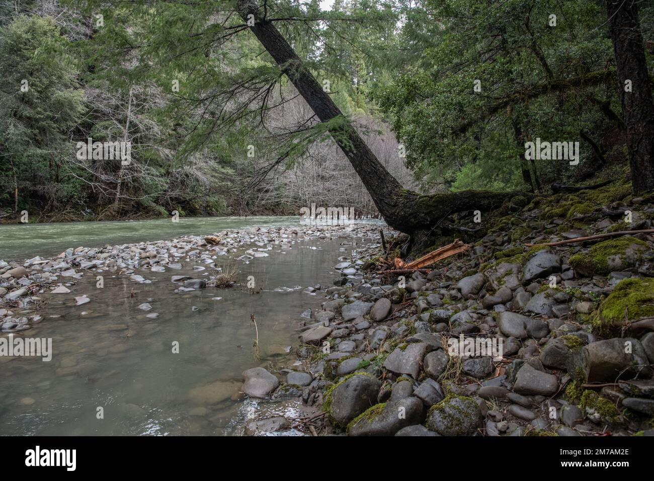 Der Rand der South Fork des Aals im Mendocino County fließt durch von Bäumen umgebene Wälder. Stockfoto