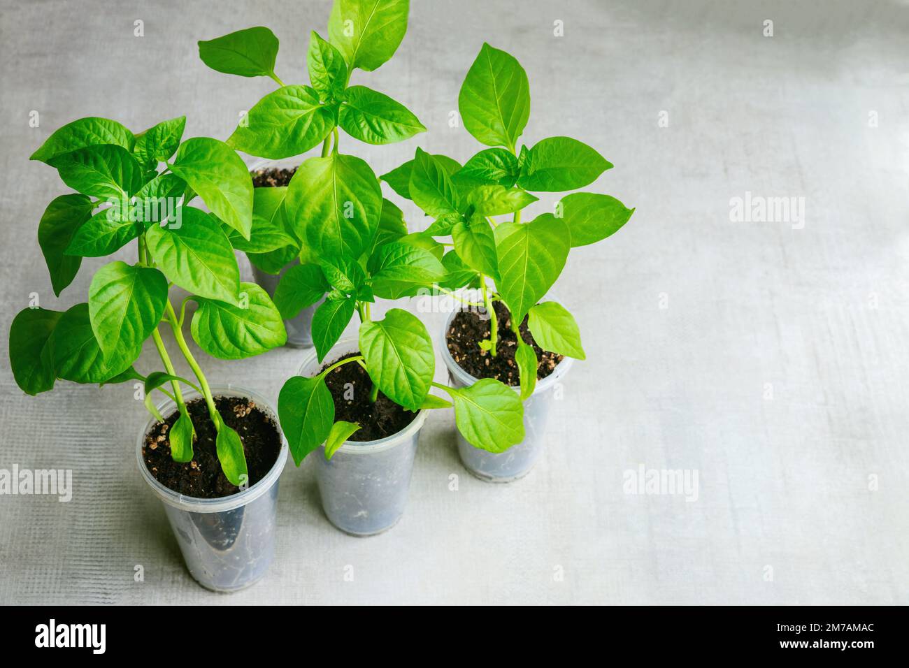 Paprika-Setzlinge, die in einem Plastikbecher wachsen. Stockfoto