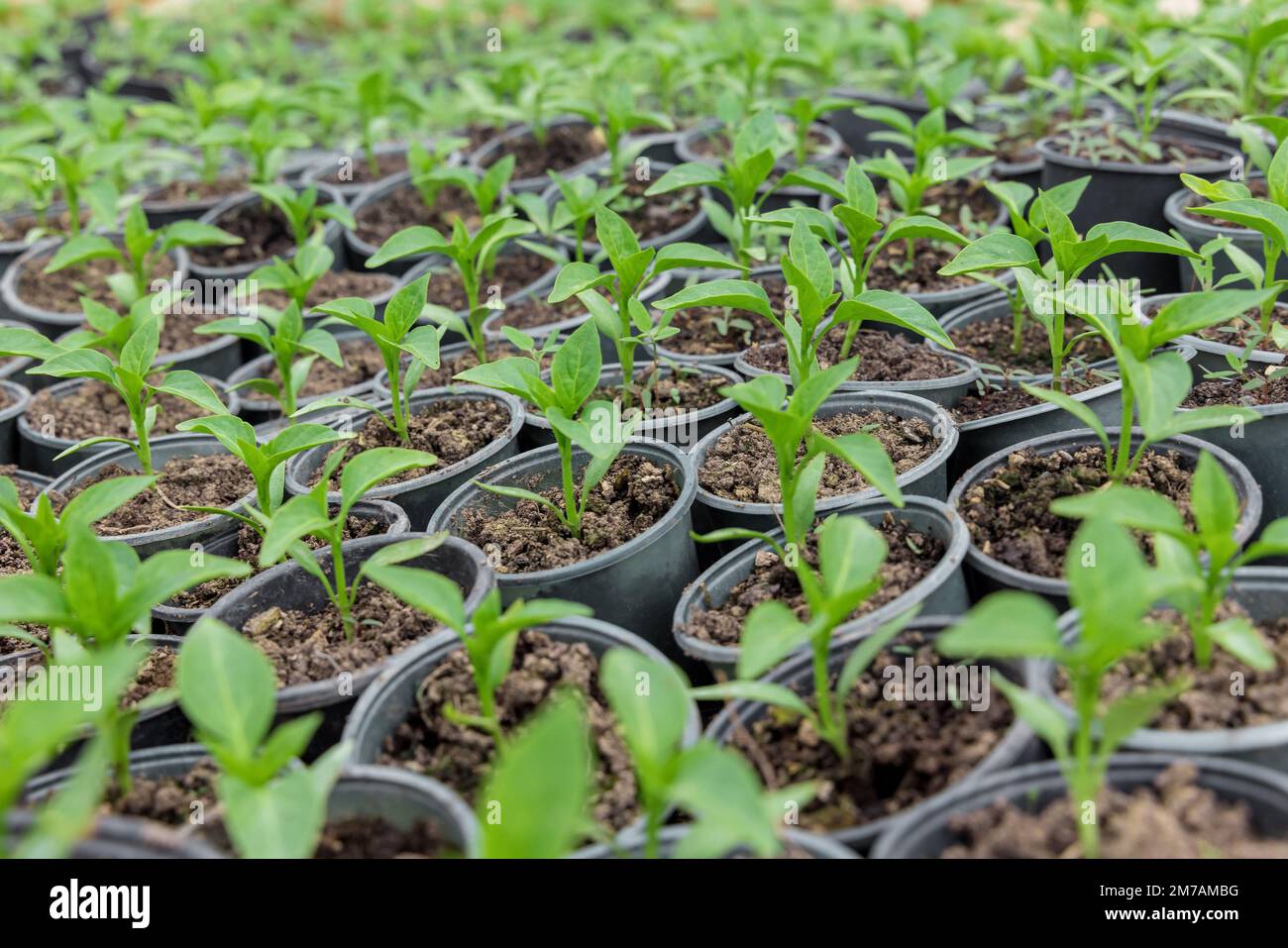 Viele Gurkenkeimlinge wachsen in Töpfen. Stockfoto