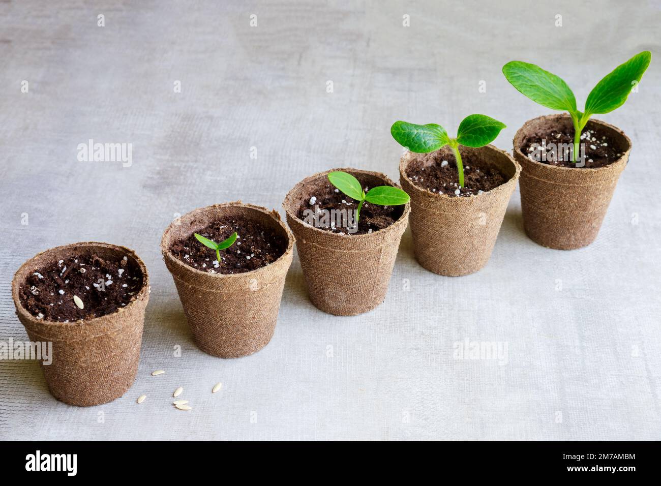 Die Samen einer Gurkenpflanze wachsen in einem Topf. Stockfoto