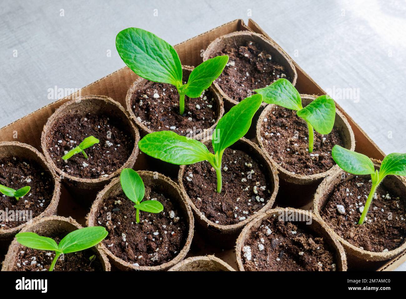 Zucchini-Setzlinge wachsen in einem Topf. Stockfoto