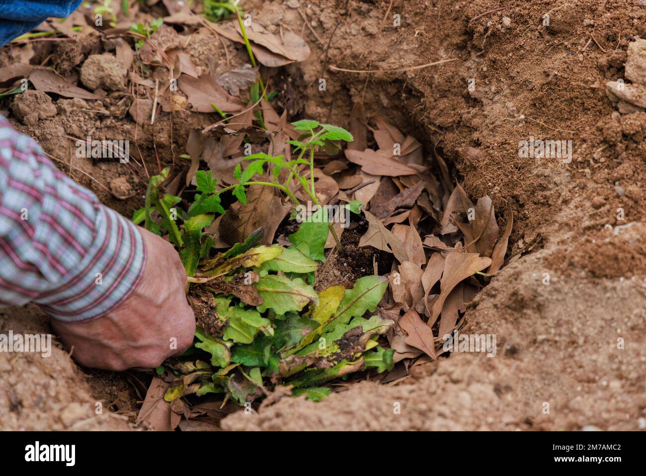 Ein Bauer pflanzte einen Tomatensaatling in den Boden. Stockfoto