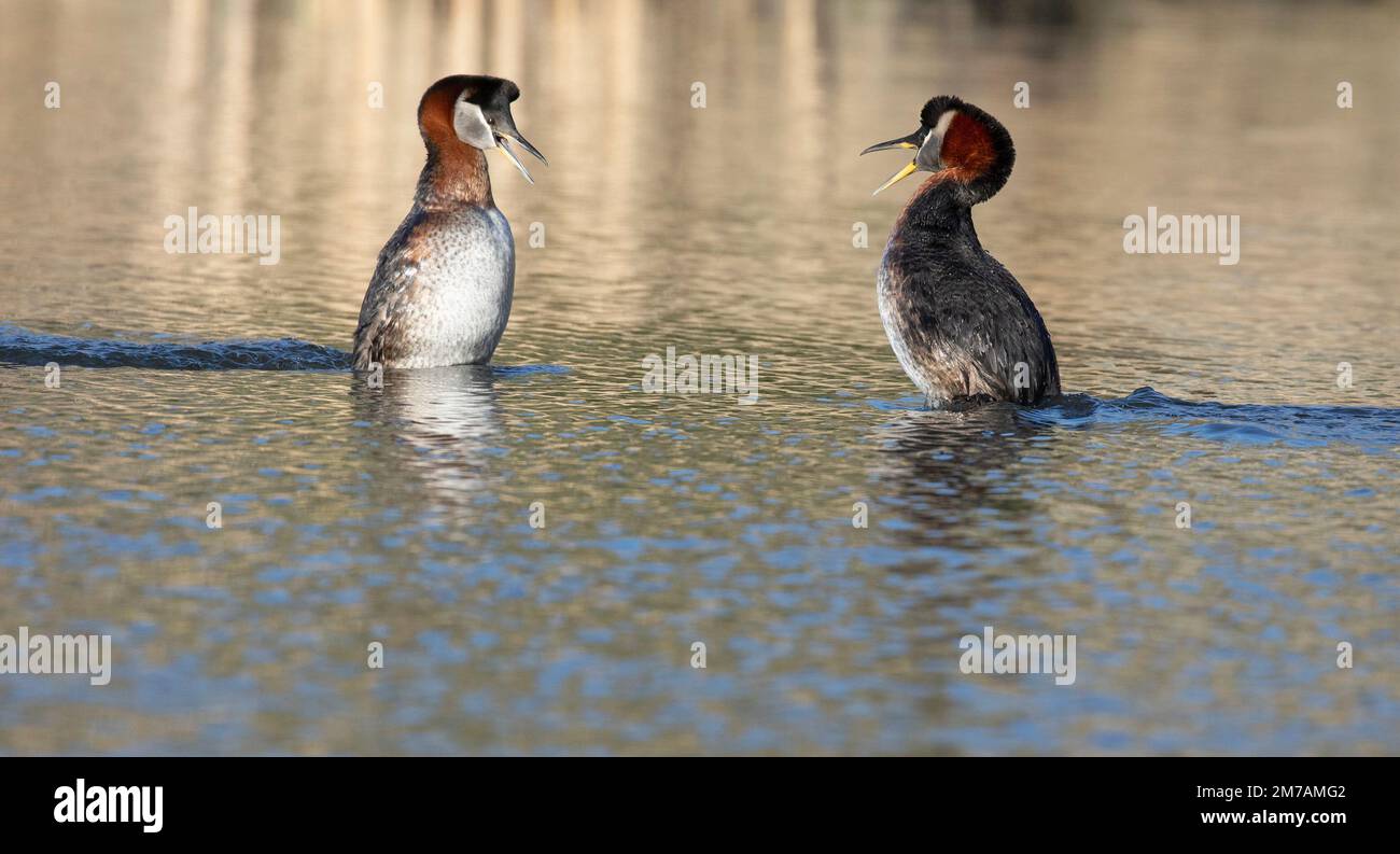 Rothalsgräber tanzen auf dem Wasser in einer Paarzeremonie, einer Werbetafel, die von den Vögeln im Frühling in Kanada aufgeführt wird. Podiceps grisegena Stockfoto