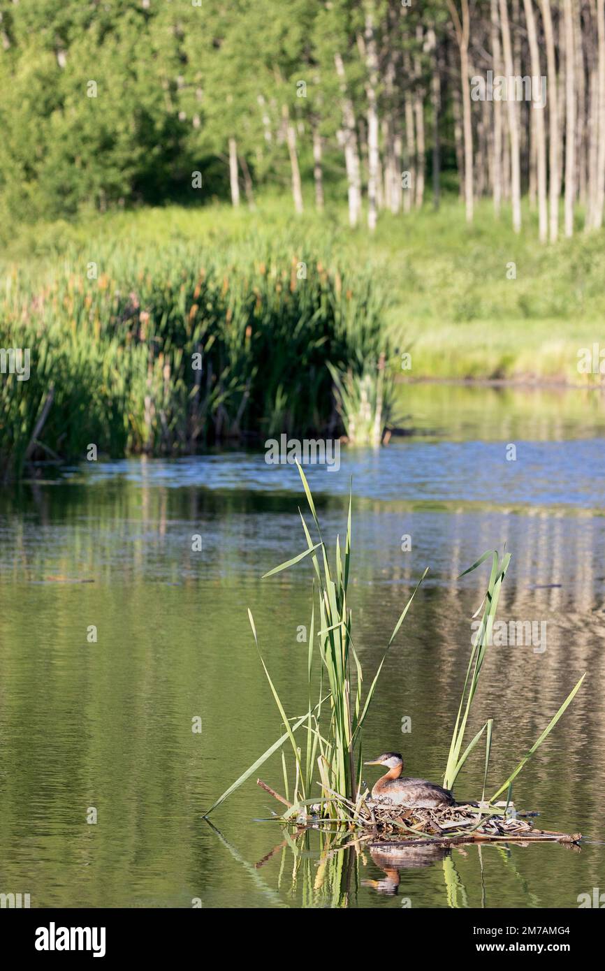Rothalsgräber in einem Lebensraum, der auf einem schwimmenden Nest aus Vegetation zwischen Klapperschlangen in einem Feuchtgebiet in Kanada sitzt. Podiceps grisegena Stockfoto
