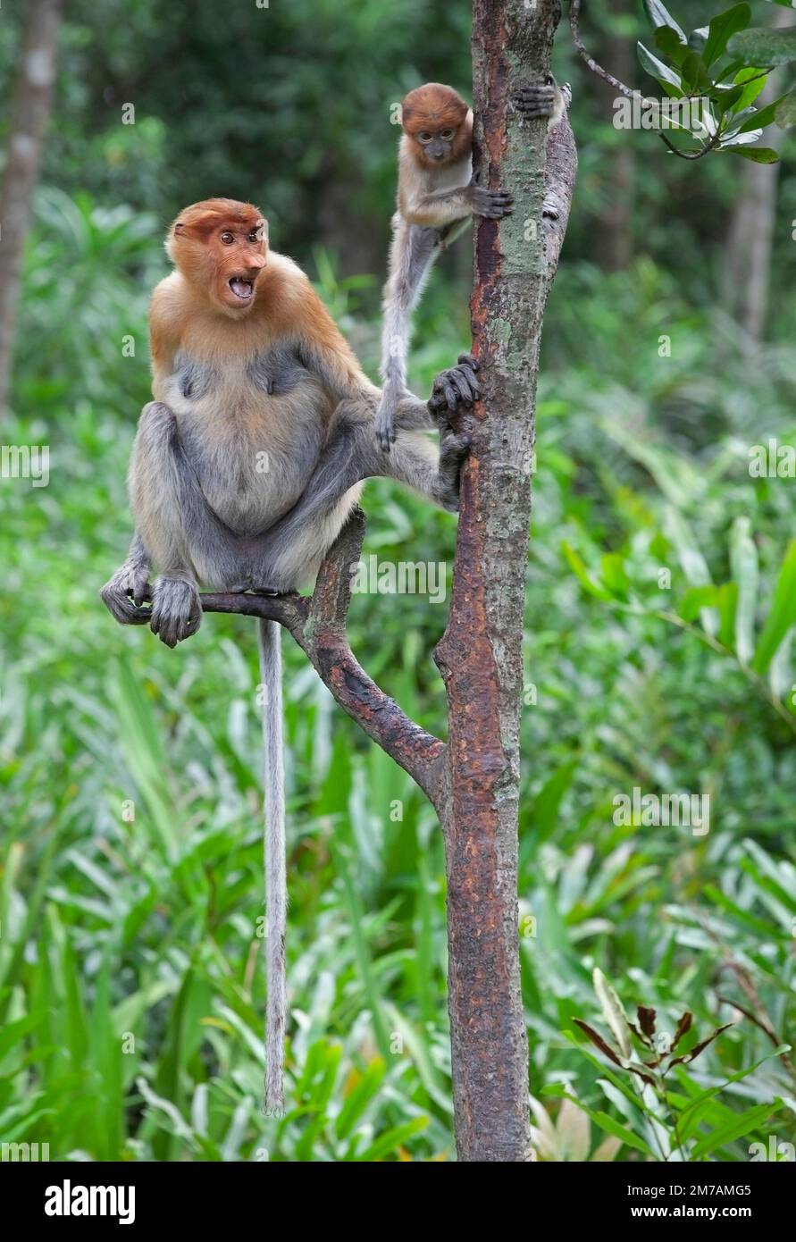 Mutter Proboscis Affe zeigt anderen Affen Bedrohung an, um ihr Baby im Küstenwald Sabah, Borneo, Malaysia zu schützen. Nasalis larvatus Stockfoto