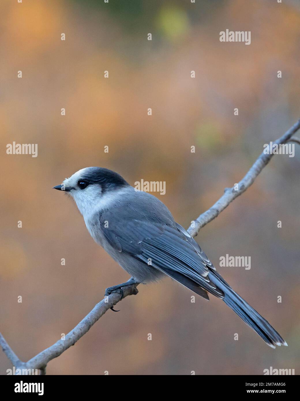 Canada jay, der Nationalvogel des Landes, auf einem Ast. Pyramid Lake, Jasper National Park, Alberta. Auch Gray jay genannt. Perisoreus canadensis Stockfoto