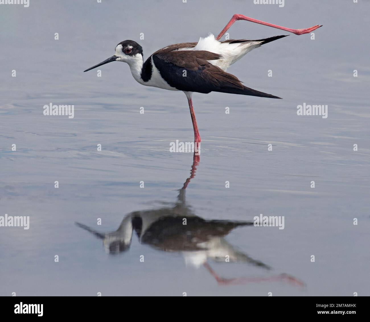 Schwarzhalsvogel, der sich ein langes rosa Bein ausstreckt, während er durch ein Sumpfgebiet, Frank Lake Conservation Area, Alberta, Kanada, wandert (Himantopus mexicanus) Stockfoto