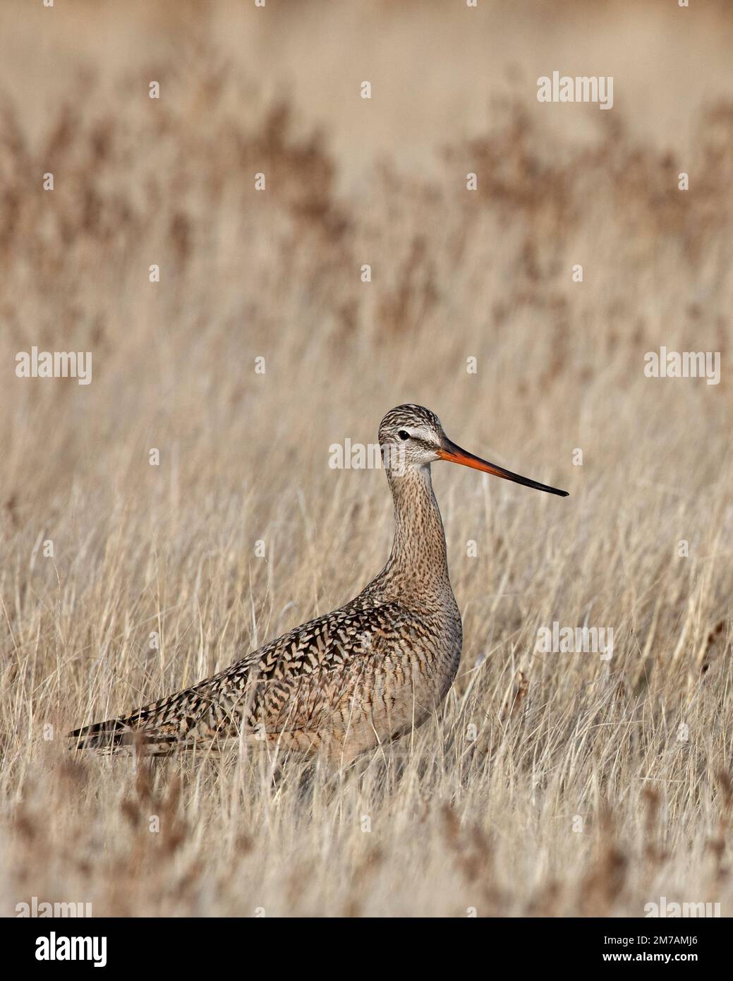 Marmorgott im Präriegrasland, Frank Lake Conservation Area, Alberta, Kanada (Limosa fedoa) Stockfoto