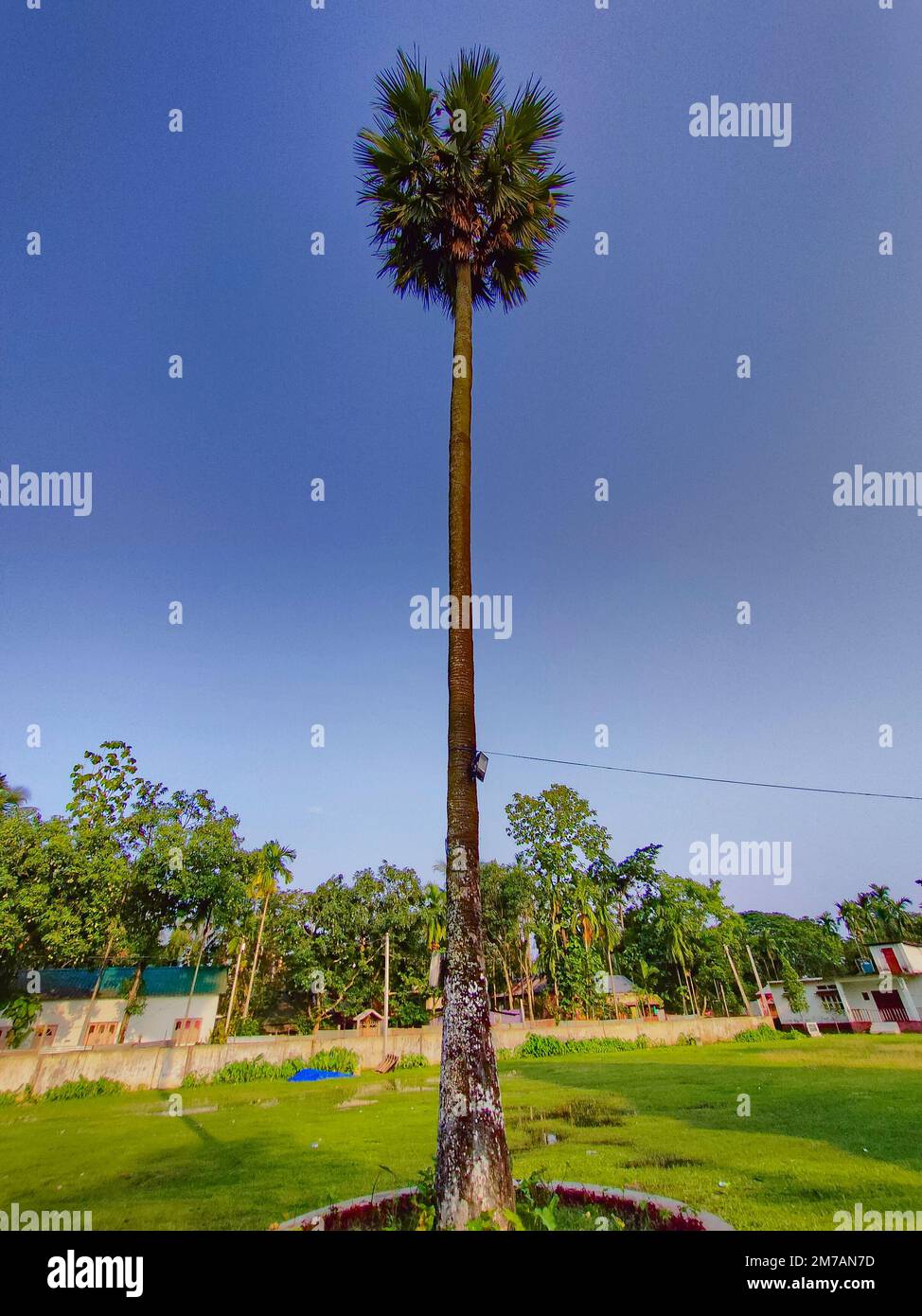Eine Palme, die hoch am Himmel steht Stockfoto