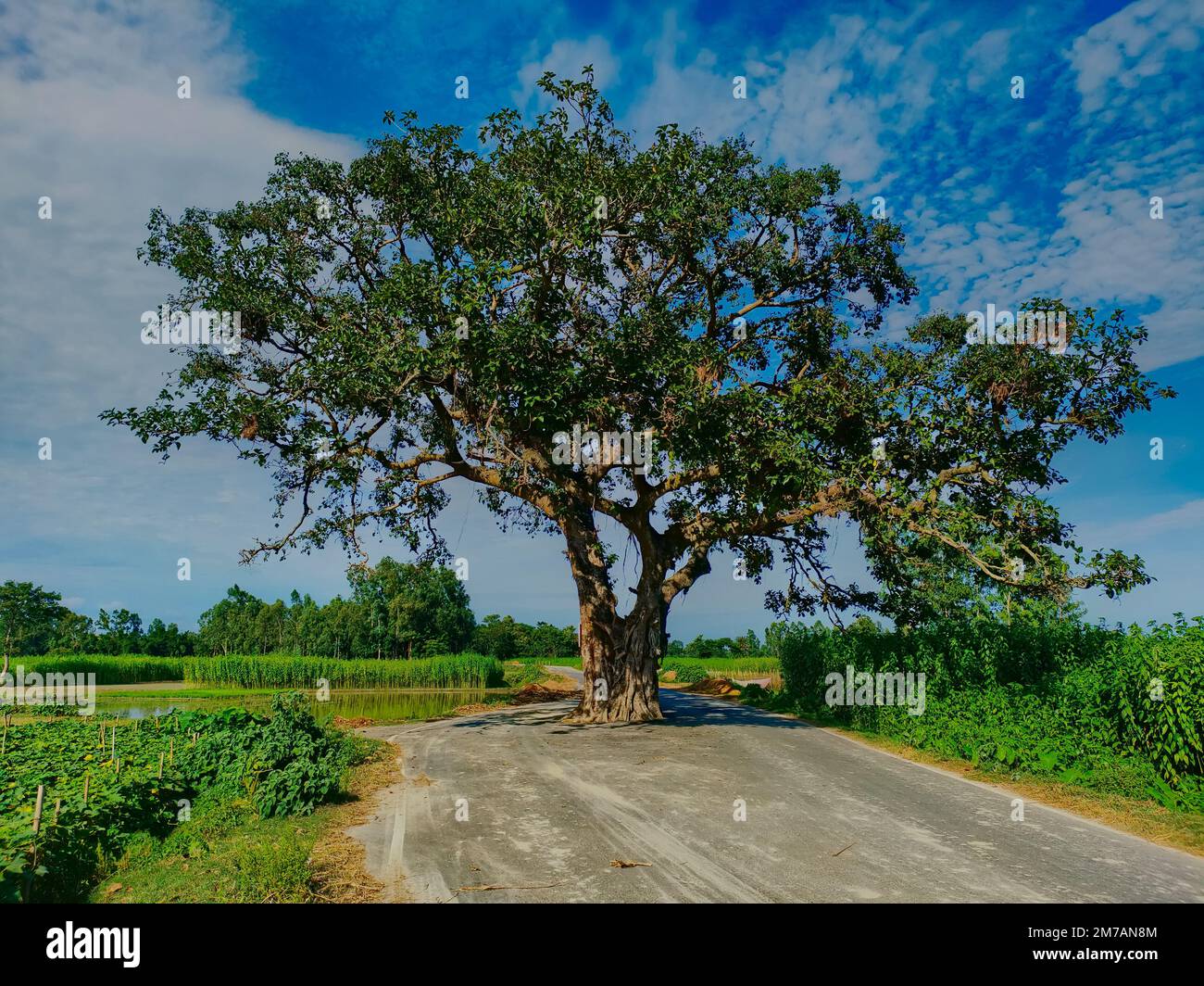 banyan-Baum, der mitten auf der Straße steht Stockfoto