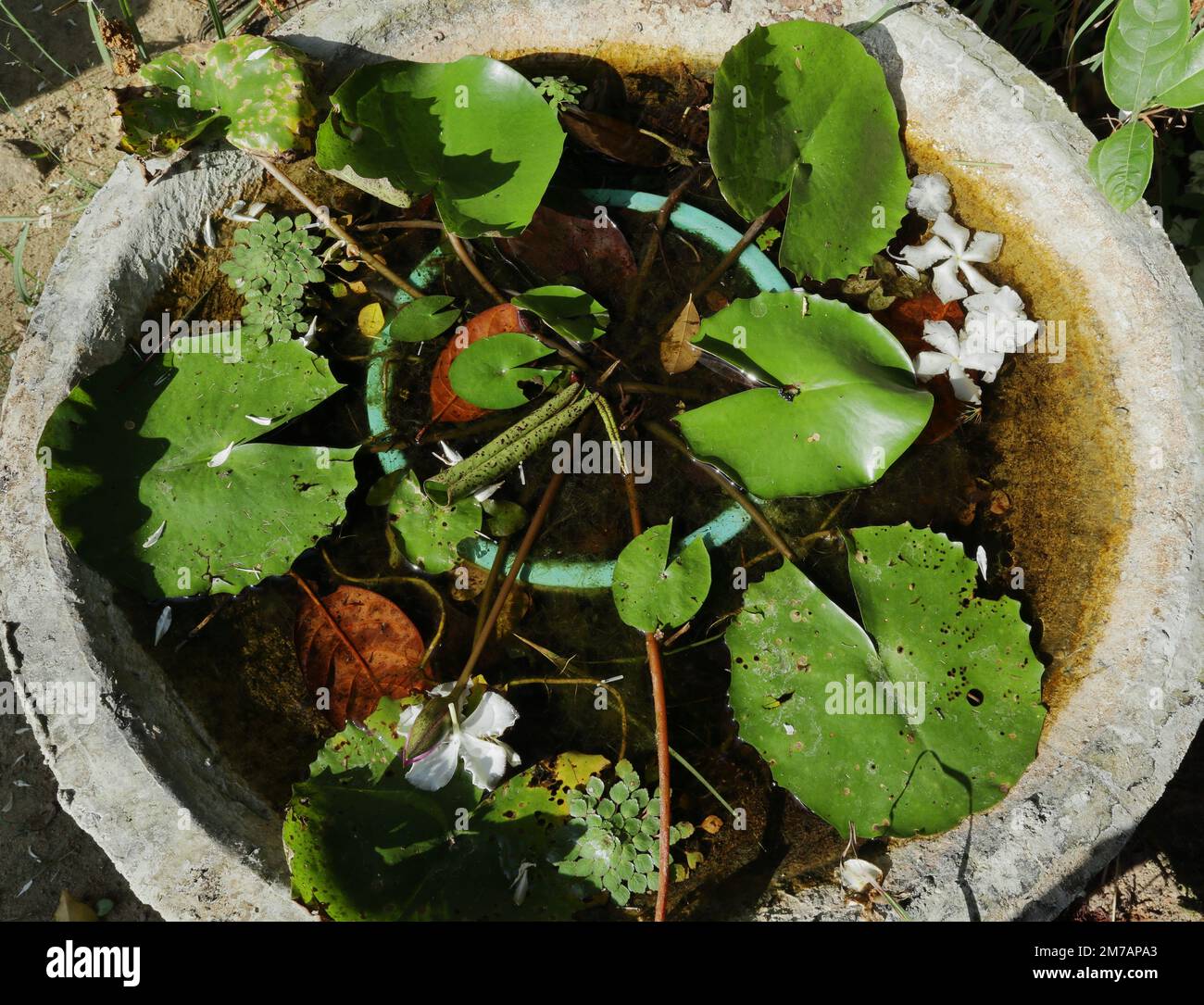 Eine blaue Seerossenpflanze mit kleinen Blütenknospen auf einem kleinen Teich aus Zement im Garten. Der Teich besteht aus einer kleinen Mosaikblütenpflanze mit Algen Stockfoto