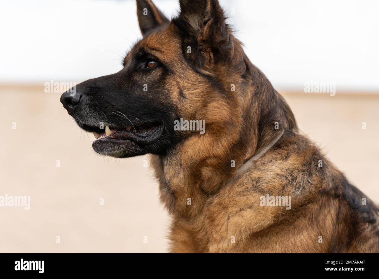 Gehorsamer brauner Schäferhund mit offenem Mund, der wegblickt, während er  auf verschwommenem Hintergrund sitzt Stockfotografie - Alamy