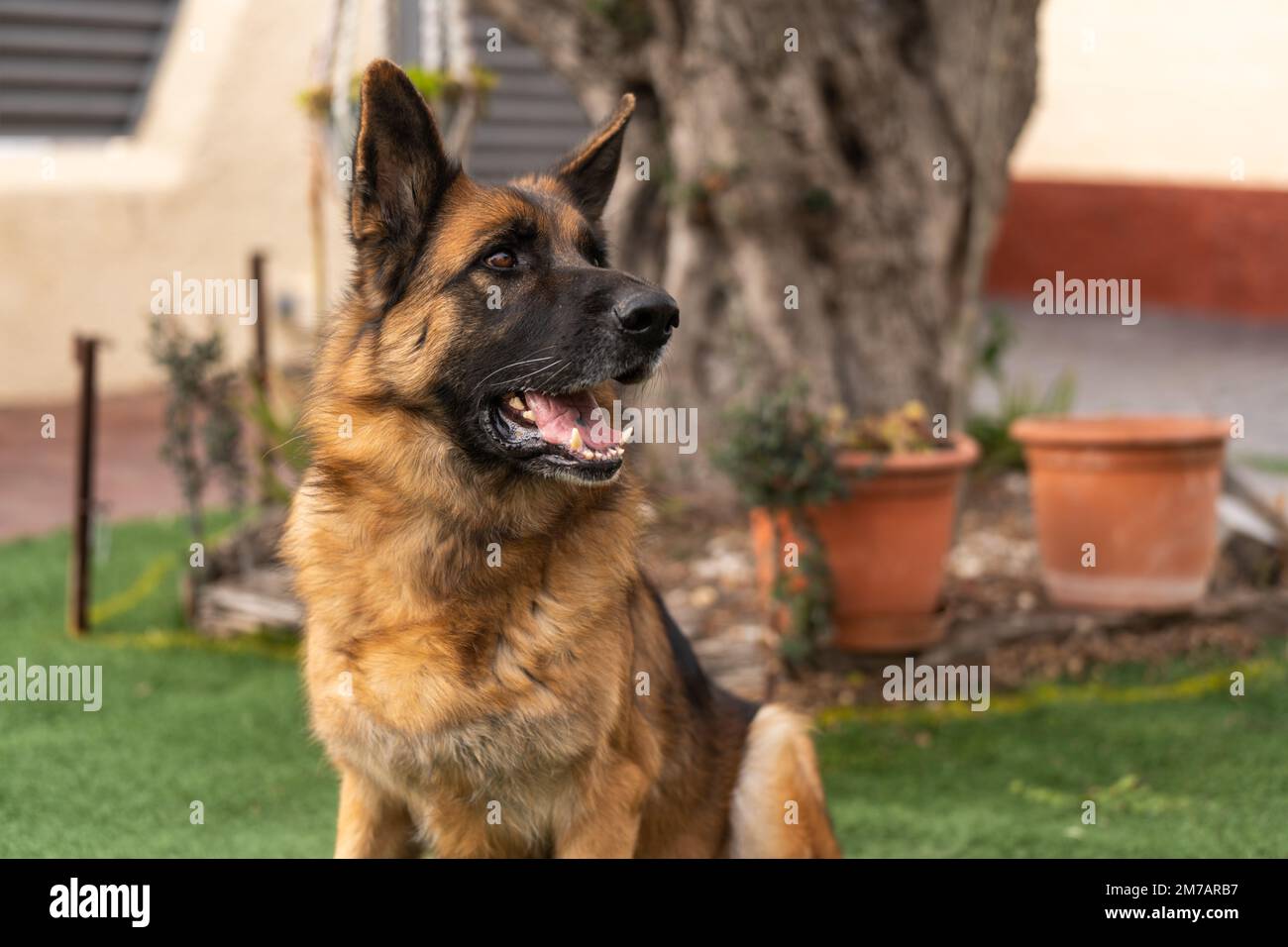 Bezaubernder deutscher Schäferhund mit ausgestreckter Zunge, der im Garten ruht Stockfoto