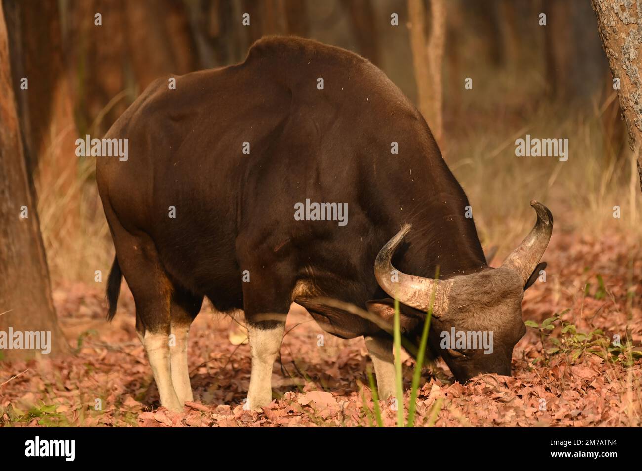 Muskulöse indische Gaur-Fütterung von Gras während der Morgenstunden im Bandhavgarh National Park Stockfoto