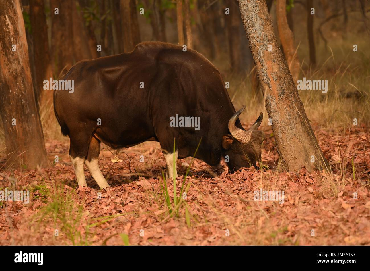 Muskulöse indische Gaur-Fütterung von Gras während der Morgenstunden im Bandhavgarh National Park Stockfoto