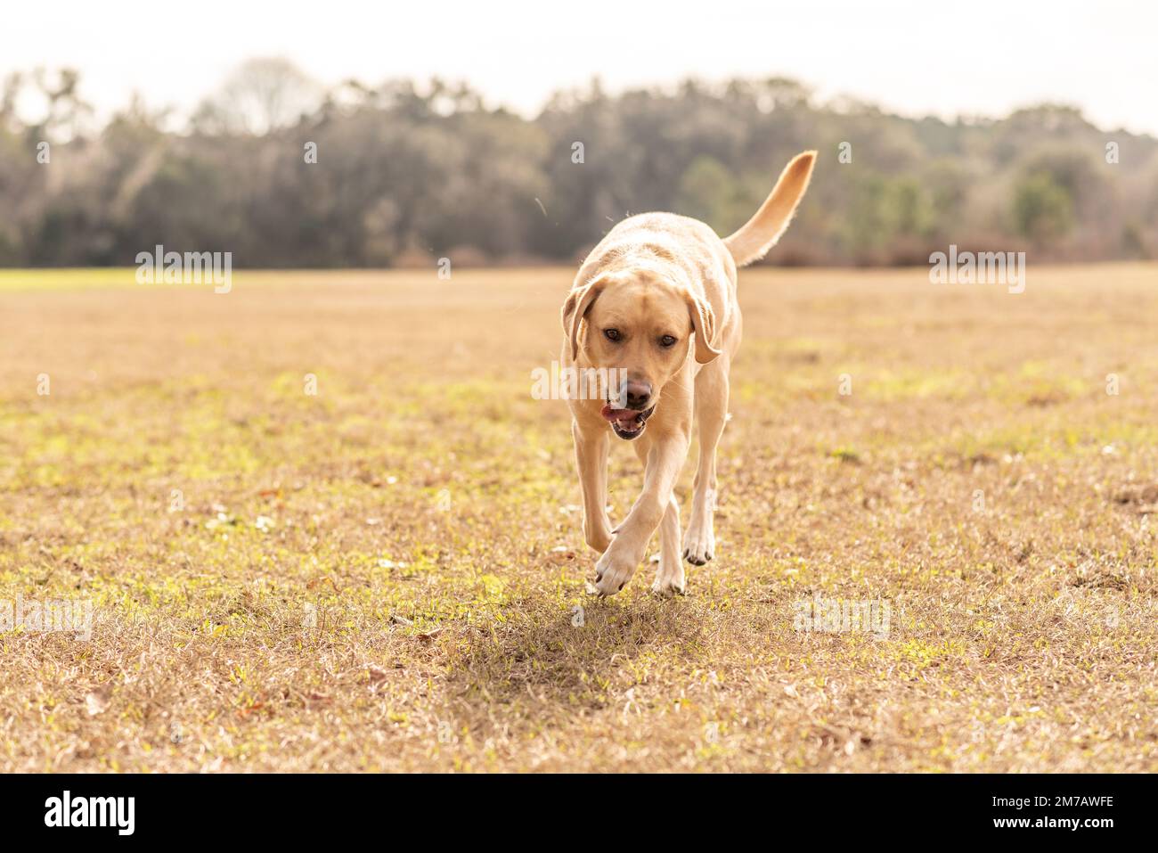 Gelber Labrador Retriever auf einem Feld. Reinrassiges Labor genießt den Park. Stockfoto