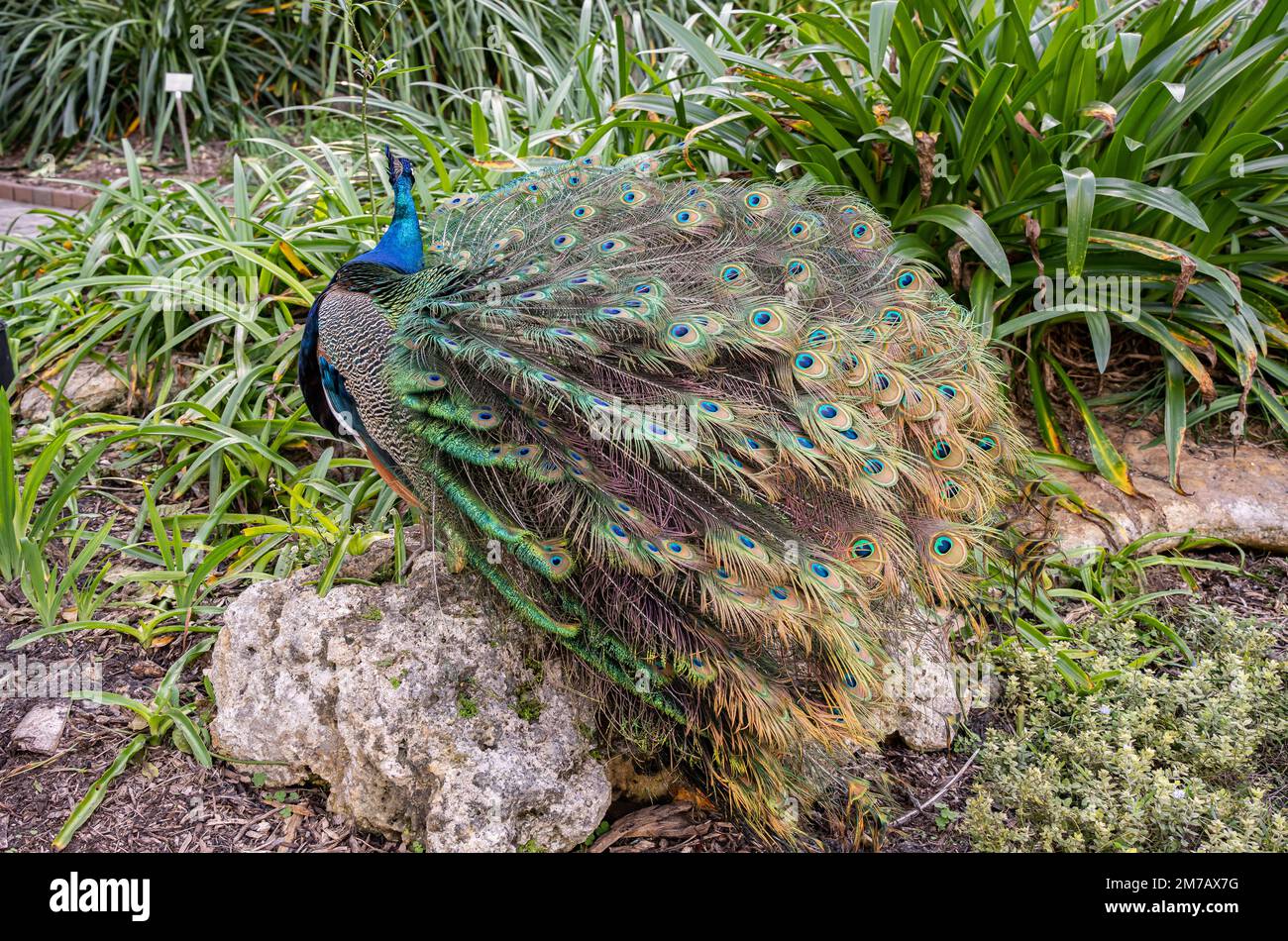 Miami, Florida - 7. Januar 2023: Beautiful Peacock in Flamingo Gardens Nursery in Miami, Florida Stockfoto